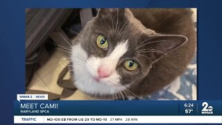 Cami the cat is up for adoption at the Maryland SPCA