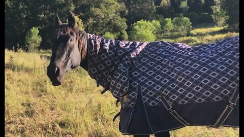 The old horses are now in winter rugs over night. A way to prevent weight loss is to stop shivering.