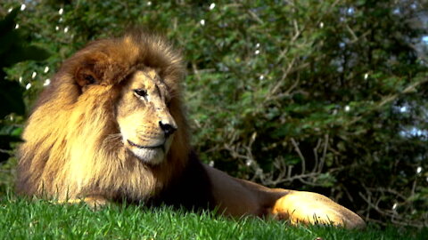 Lions are social animals The lion is the king of the jungle