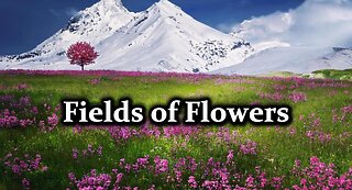 Fields of Flowers HD Videos