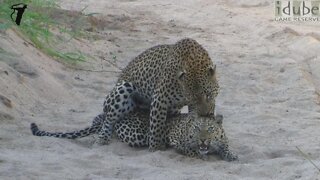 WILDlife: High Def Wildlife - Leopards Pairing