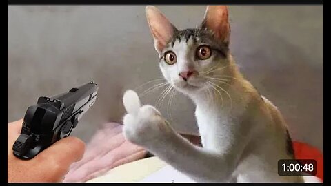 Cat 🐈 funny video full 🤣 Entertainment Don't Try Laughing 🤣