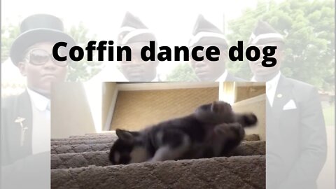 Coffin Dance Dog Meme