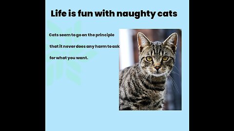 Life is fun with naughty cats