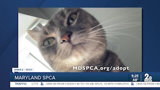 Pusheen the cat is up for adoption at the Maryland SPCA