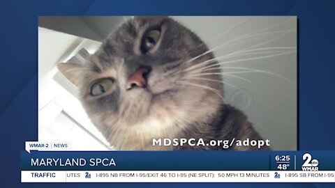 Pusheen the cat is up for adoption at the Maryland SPCA
