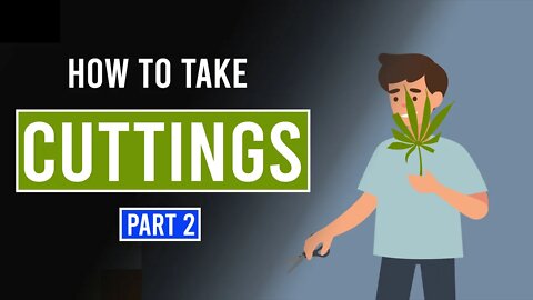 How to take Cannabis Cuttings - Part 2