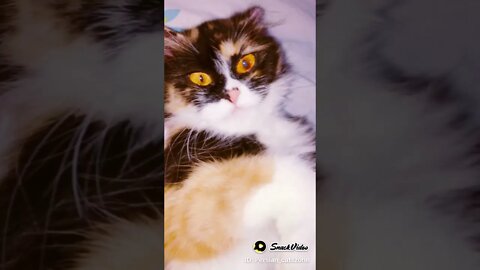 My Cute Cat | Oreo | Persian Cats zone #youtubeshorts #cutecat #kittens