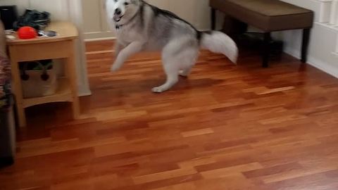 Extremely energetic husky plays with owner