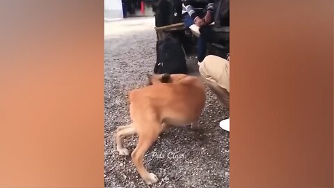 DOG GETS FARTED ON 🤣