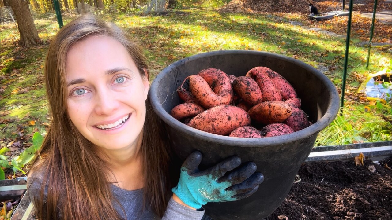 Sweet Potato Harvest in New England Growing in a Raised Bed