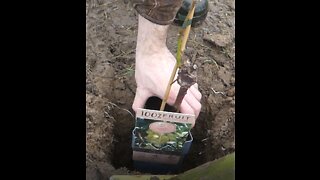 Planting small homestead vineyard part 1