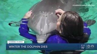 Winter, star of 'Dolphin Tale' movies, dies in caregivers' arms