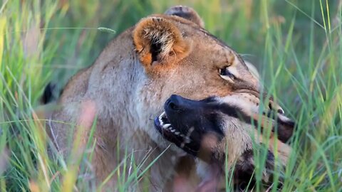 Lion Vs Wild dogs, Hyenas: Lions Destroy The Leader Of The Wild Dogs And Chase Members Away