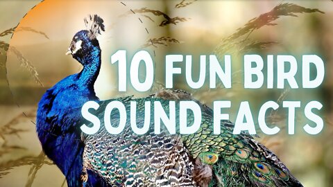 10 Fun Facts on Bird Sounds!
