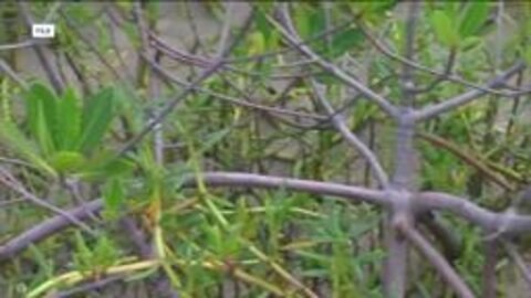 FGCU researchers testing if mangroves can filter out landfill toxins