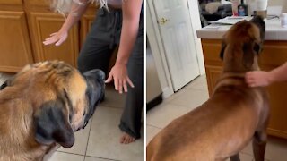 Big doggy takes up the entire kitchen chasing its tail