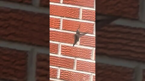 Humminbird slow motion, filmed from my bathroom window #birds #hummingbird