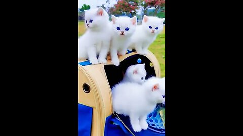 Cutest cats Ever