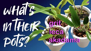 Seedling Orchid Care made easy! Uppotting | How to pot up seedling orchids | Progress since 2018 🌱