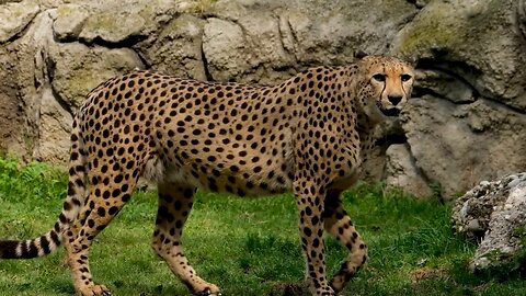 A Cheetah ☠Walking_🐆and#_ Looking_ #Around#❤#Short clips#