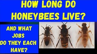 Honeybee Jobs | What Do They Do? #honeybees