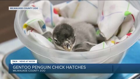 Baby Gentoo Penguin hatches at the Milwaukee County Zoo