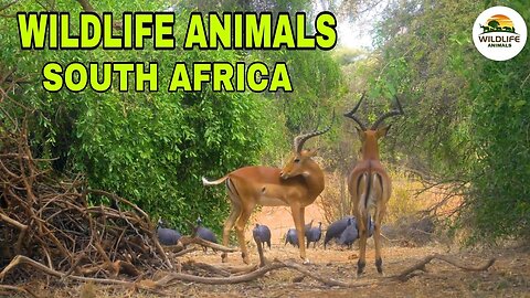 🌐 Wildlife animals Planet South African. National Geographic Discovery Channel videos