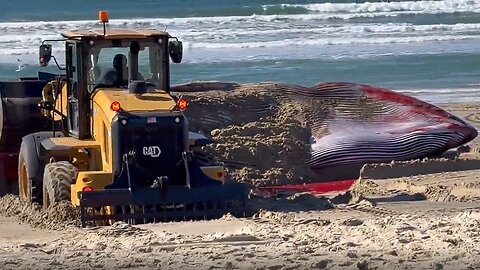 Massive fin whale was found dead at the Pacific Beach in San Diego