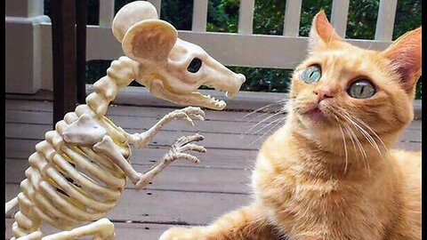 The Funniest Animal videos of 2024! 🐶😸DON'T LAUGH CHALLENGE 😜🐾