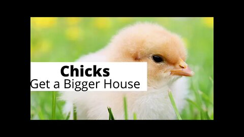 Chicken Adventures-VLOG Mini The Girls Get a Bigger House