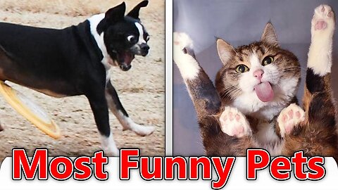 Try Not To Laugh Funny Animal Videos || Compilation