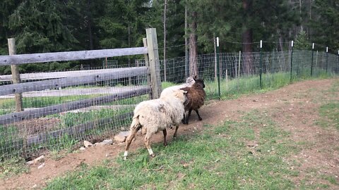 Rope sheep