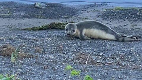 The Cute Little Seal Spotted Near Montreal Had To Be Euthanized