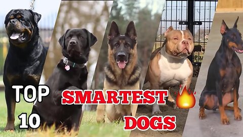 Canine Einstein: Unveiling the Top 10 Smartest Dog Breeds 🧠🐾