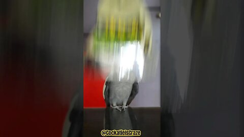 Cute Cockatiel fun😍
