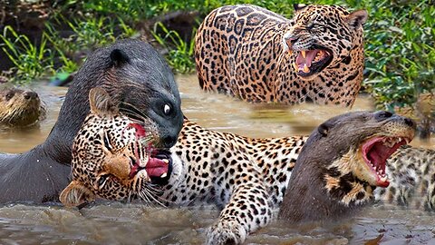 Jaguar Attack Otters