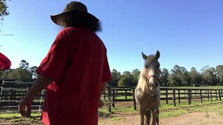 Brumby has no halter on for the first time in over 12 months! Taking Halo's halter off