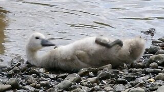 Baby Swan Takes a Tumble