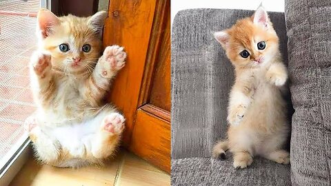 Compliation funny cute cat kitten