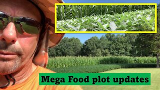 Tuesday night food plot update! (in-depth) Southern Illinois hunting land with Pro staffer Phil!