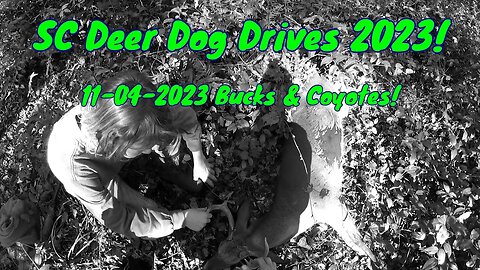 SC Deer Dog Drives 2023! 11-04... Bucks & Coyotes!