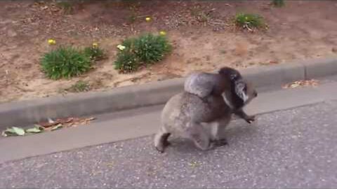 Koala bear mother and baby morning walking