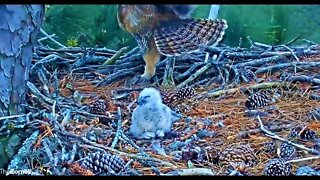 Mom's PM Leave & Return-Owlet Close-up 🦉 3/4/22 18:16