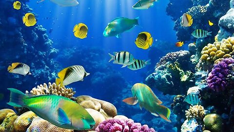# Best video for marine life# watch and follow