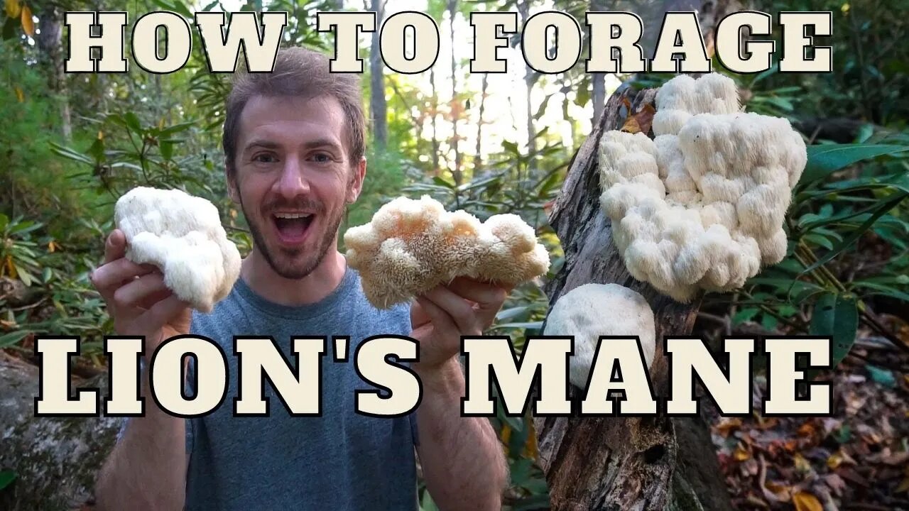 How to Forage Lion's Mane Mushroom. Identify and Cook Stir Fry Recipe ...