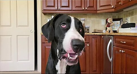 Great dane loves to chomp down on ice cubes