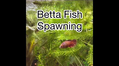 Watch Live: My Betta Fish Spawning !! 2 hour plus Video