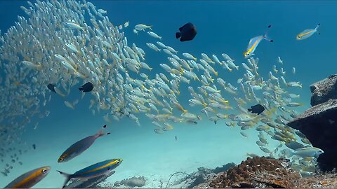Amazing underwater world of Thailand