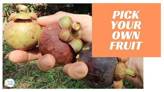 Pick Your Own Fruit